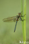 Brilliant Emerald (Somatochlora metallica)