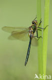 Brilliant Emerald (Somatochlora metallica)