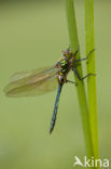 Brilliant Emerald (Somatochlora metallica)