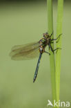 Brilliant Emerald (Somatochlora metallica)