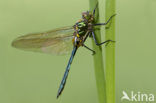 Brilliant Emerald (Somatochlora metallica)