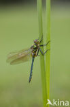 Metaalglanslibel (Somatochlora metallica)