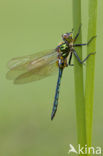 Brilliant Emerald (Somatochlora metallica)