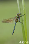 Brilliant Emerald (Somatochlora metallica)