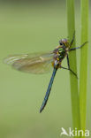Brilliant Emerald (Somatochlora metallica)