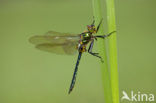 Metaalglanslibel (Somatochlora metallica)