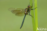 Brilliant Emerald (Somatochlora metallica)