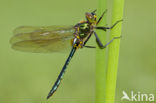 Metaalglanslibel (Somatochlora metallica)