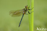 Metaalglanslibel (Somatochlora metallica)