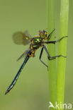 Metaalglanslibel (Somatochlora metallica)