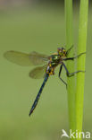 Brilliant Emerald (Somatochlora metallica)