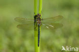 Metaalglanslibel (Somatochlora metallica)