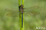 Brilliant Emerald (Somatochlora metallica)