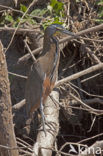 Mexicaanse tijgerroerdomp (Tigrisoma mexicanum)