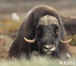 muskox (Ovibos moschatus)