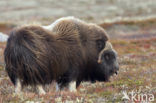 muskox (Ovibos moschatus)