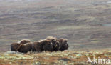 muskox (Ovibos moschatus)