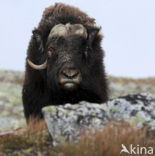 muskox (Ovibos moschatus)