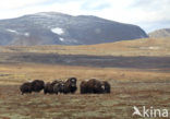 muskox (Ovibos moschatus)