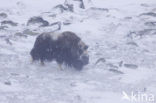 muskox (Ovibos moschatus)