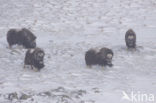 muskox (Ovibos moschatus)