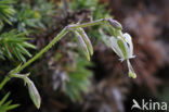 Nottingham Catchfly (Silene nutans)