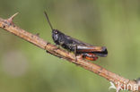 Negertje (Omocestus rufipes)