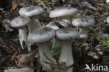 Nevelzwam (Clitocybe nebularis)