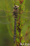 Subarctic Darner (Aeshna subarctica)