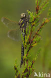 Noordse glazenmaker (Aeshna subarctica) 