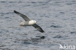 Noordse Stormvogel (Fulmarus glacialis)
