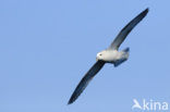 Noordse Stormvogel (Fulmarus glacialis)