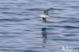 Northern Fulmar (Fulmarus glacialis)