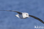 Noordse Stormvogel (Fulmarus glacialis)