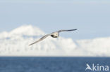 Noordse Stormvogel (Fulmarus glacialis)