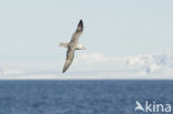 Noordse Stormvogel (Fulmarus glacialis)