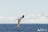 Noordse Stormvogel (Fulmarus glacialis)