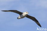 Noordse Stormvogel (Fulmarus glacialis)