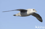 Noordse Stormvogel (Fulmarus glacialis)