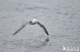 Noordse Stormvogel (Fulmarus glacialis)