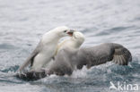 Noordse Stormvogel (Fulmarus glacialis)