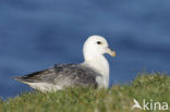 Noordse Stormvogel (Fulmarus glacialis)