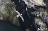 Northern Fulmar (Fulmarus glacialis)