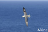 Northern Fulmar (Fulmarus glacialis)