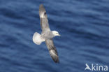 Noordse Stormvogel (Fulmarus glacialis)