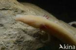 Olm (Proteus anguinus) 