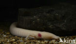 Cave Salamander