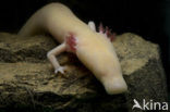 Cave Salamander