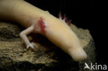 Cave Salamander