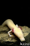 Cave Salamander